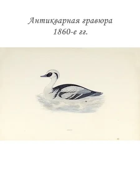 Антикварная гравюра с акварельной раскраской Луток. 1860-е гг. История британских птиц.