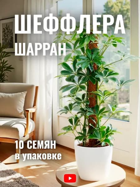 Семена цветов комнатных Шеффлера Шарран, 10 шт