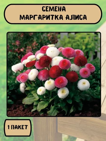 Маргаритка Алиса, семена 10 шт