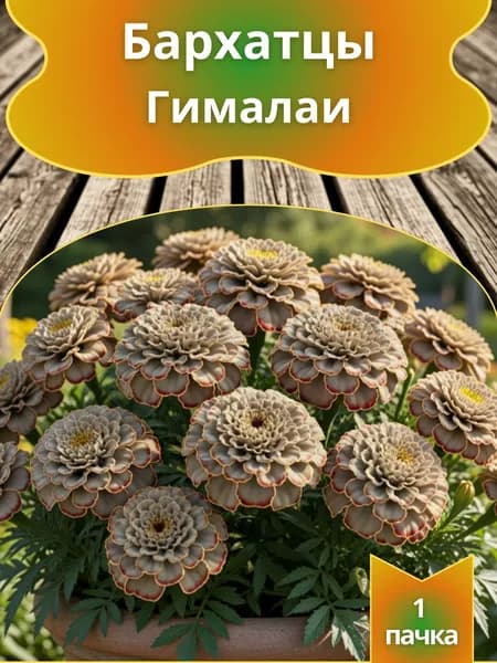 Бархатцы Гималаи , семена 10 шт.