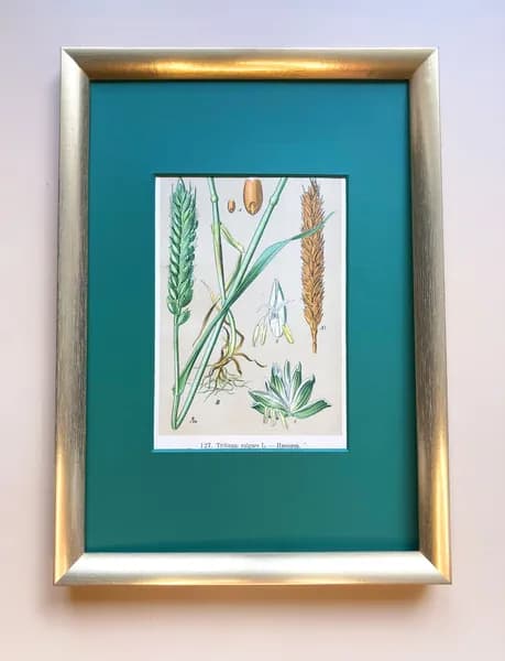 Ботаническая хромолитография "Triticum vulgare L" (Пшеница)