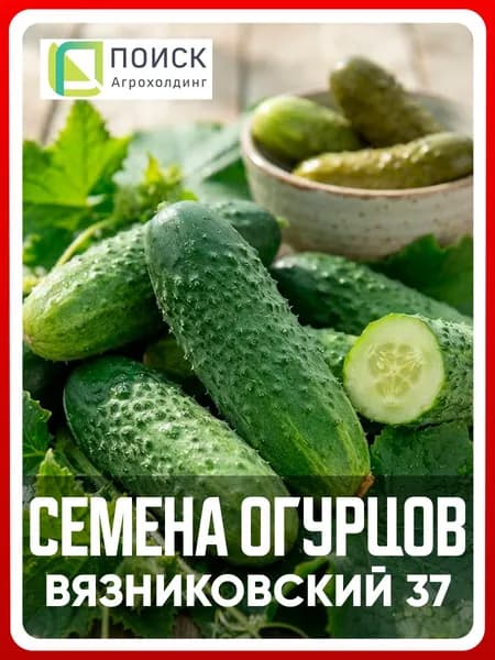 Семена Огурцов "Вязниковский 37", 0,5 гр, пчелоопыляемые, для дома, дачи и огорода, в открытый грунт, в контейнер.