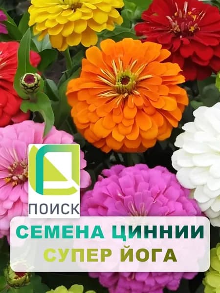 Семена Цинния георгиноцветковая "Супер йога" 0,4 г, однолетние цветы, цветы для дачи, сада и огорода, на рассаду, в открытый грунт, в теплицу, в парник