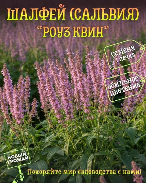 Шалфей (сальвия) дубравный Роуз Квин, семена, 10 шт.