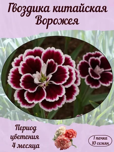 Гвоздика китайская Ворожея, семена, 10 шт., 15 гр.