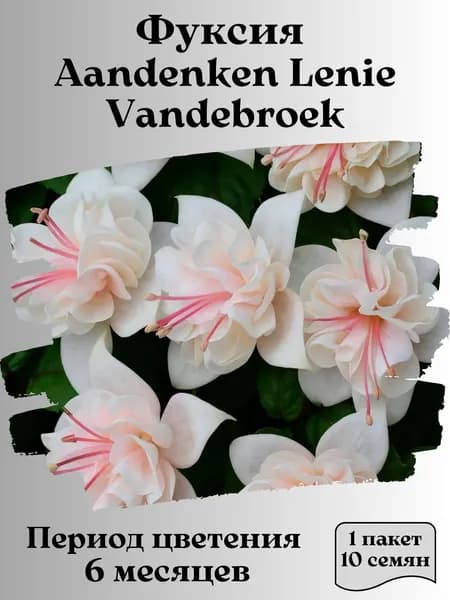 Фуксия Aandenken Lenie Vandebroek, семена, 10 шт., 15 гр.
