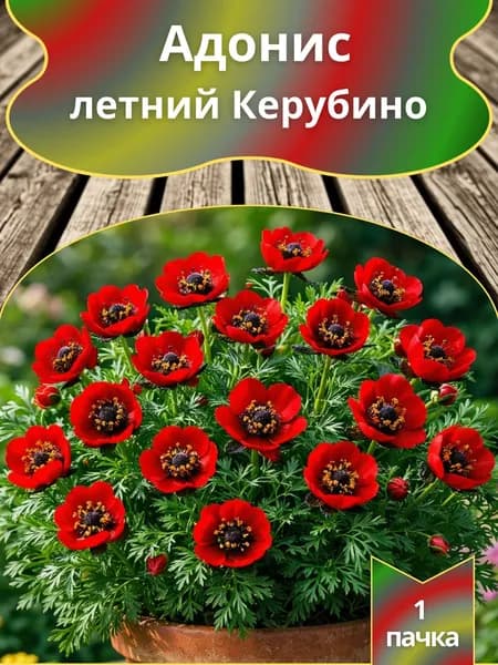 Адонис летний Керубино , семена 10 шт.