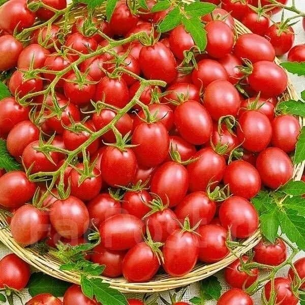 Томат карамель розовая