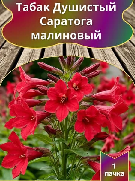 Табак душистый Саратога малиновый , семена 10 шт.