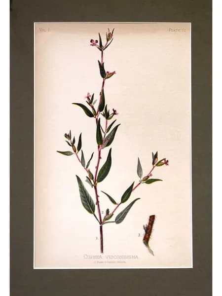 Ботаническая антикварная иллюстрация Cuphea viscosissima. Томас Михан, США 1880 год.