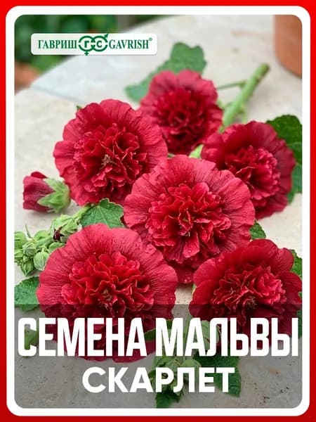 Семена Мальва "Скарлет" 0,1 гр, двулетние цветы для дома и дачи, сада и огорода, клумбы, из семян, в открытый грунт, в ящик.