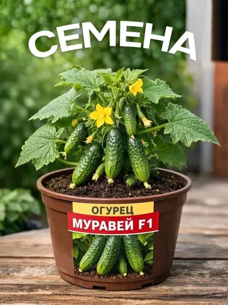 Огурец Муравей, семена, 10 шт