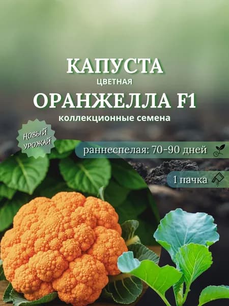 Капуста цветная Оранжелла F1, коллекционные семена, 10 шт.