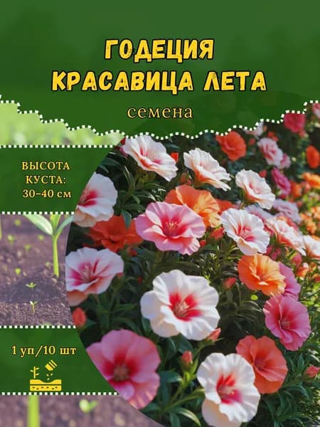 Годеция "Красавица Лета" семена, 1 пачка