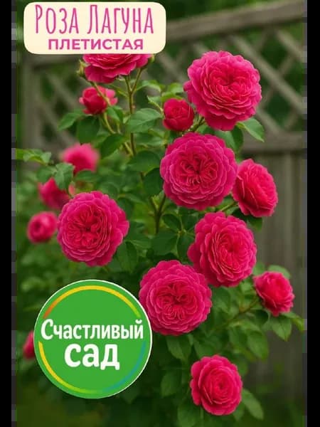 Роза Лагуна Плетистая саженец