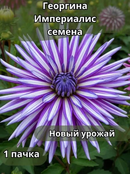Георгина Империалис, семена 10шт