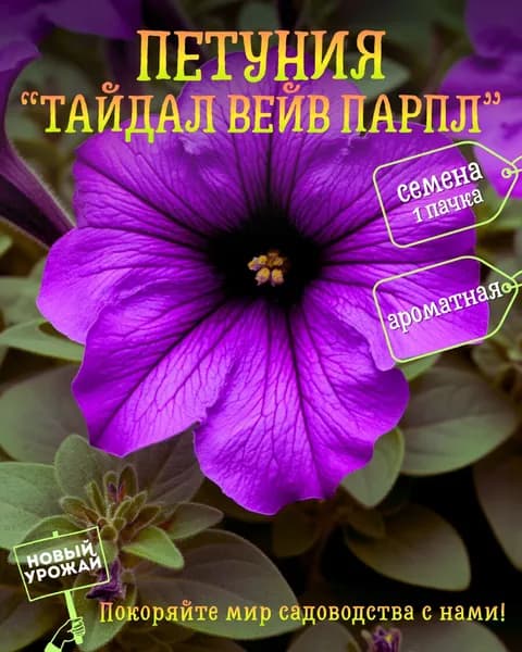 Петуния Тайдал Вейв Парпл, семена, 10 шт.