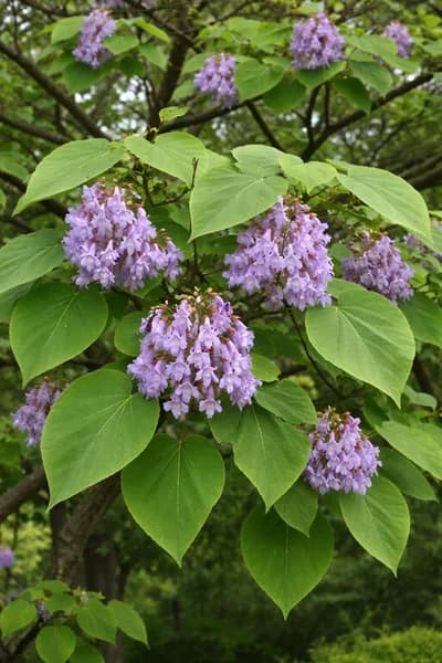 Семена