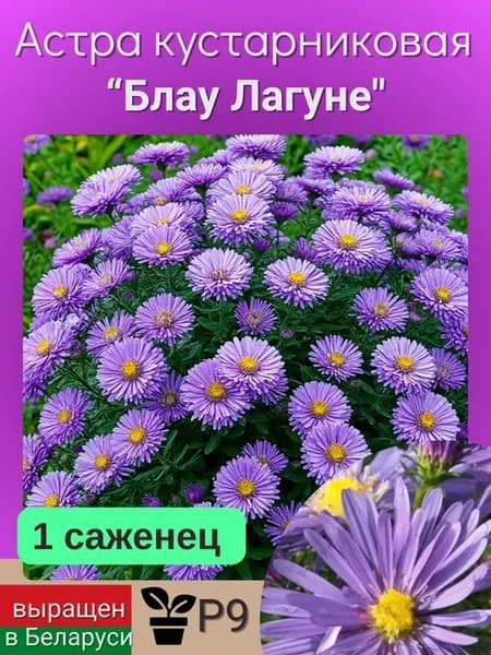 Астра зимостойкая низкорослая кустовая Блау Лагуне 1 саженец
