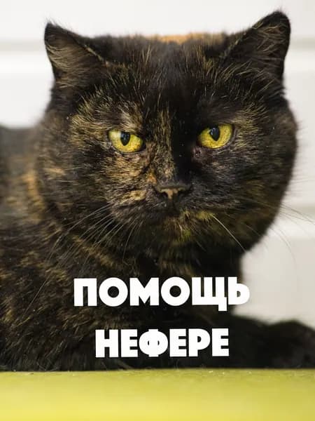 Помочь Нефере найти дом