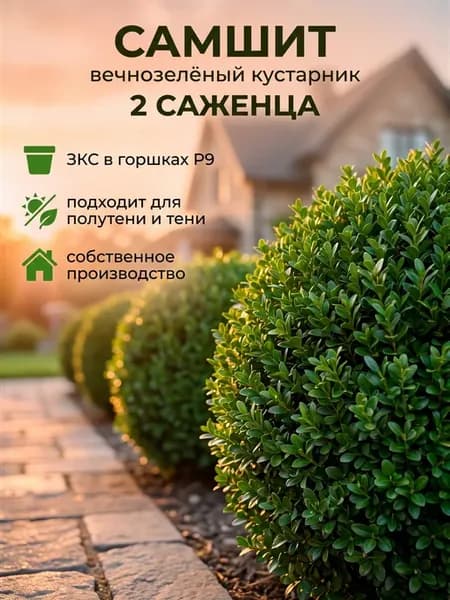 Самшит саженец морозостойкий вечнозеленый буксус набор 2 шт