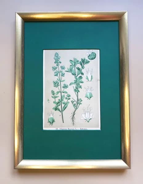 Ботаническая хромолитография "Origanum Majorana" (Майоран, Орегано)
