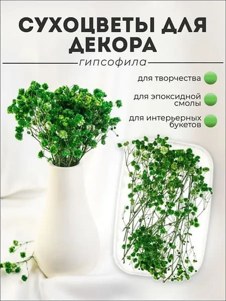 Сухоцветы Гипсофила 15 см 1 шт зеленый