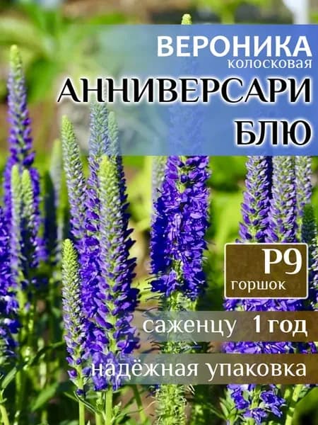 Саженец Вероника колосковая Анниверсари Блю, 1 год