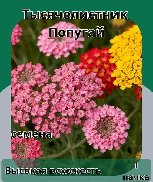 Тысячелистник Попугай смесь семена 10шт