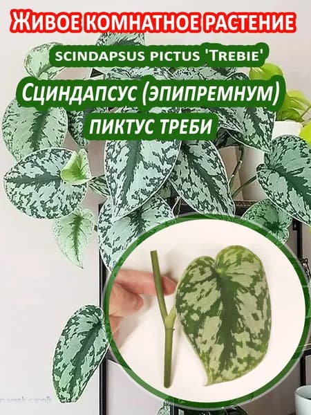 Набор для выращивания