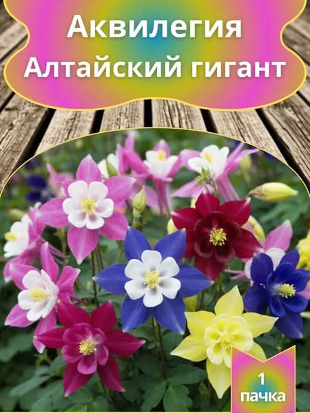 Аквилегия Алтайский гигант 10 шт