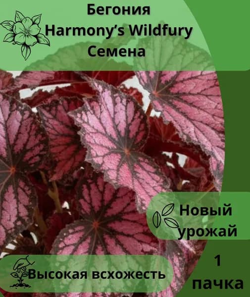 Бегония Harmony s Wildfury, семена 10шт