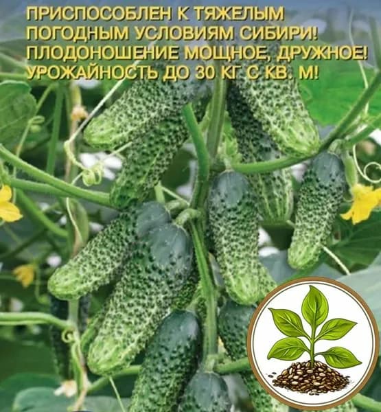 Семена коллекционные огурца Тотоша