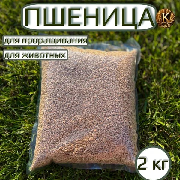 Пшеница для проращивания кормовая 2кг