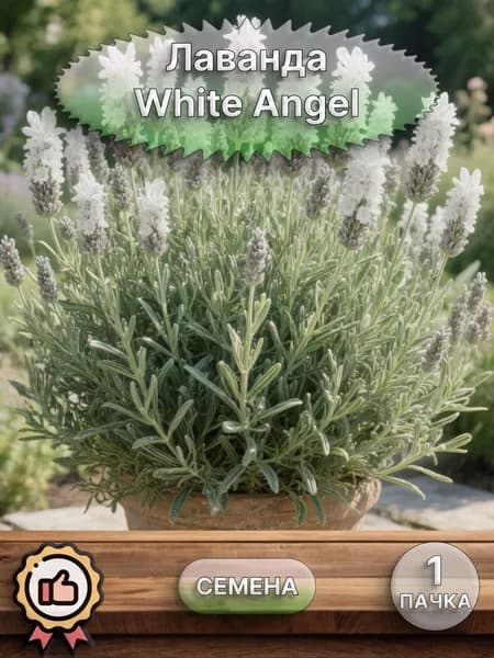 Лаванда White Angel, семена 10 шт.