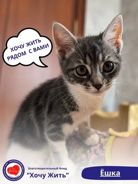 Помочь Ёшке найти дом