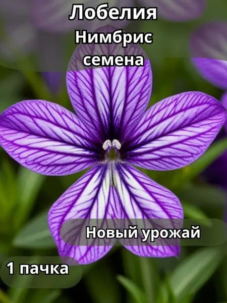 Лобелия Нимбрис, семена 10шт