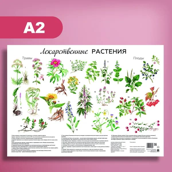 Лекарственные растения России. Плакат А2. (Серия Расту с книгой.)