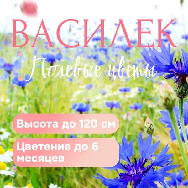 Василек полевой (голубой), семена 100+ шт.