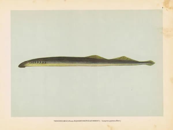 Рыбы. Тихоокеанская (ледовитоморская) минога. Антикварная офсетная литография. СССР, 1949 год
