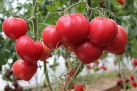 Коллекционные семена томата Бычье сердце Минусинское круглое