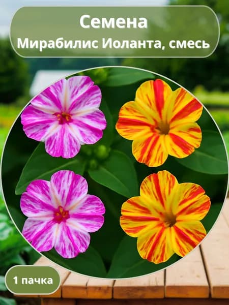Мирабилис Иоланта,смесь, семена 10 шт
