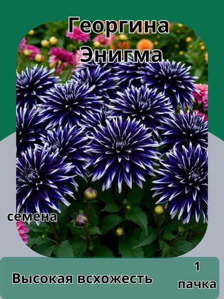 Георгина Энигма, семена 10шт