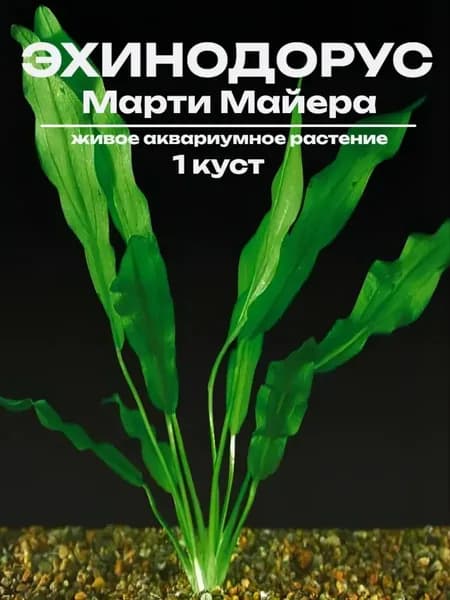 Эхинодорус Марти Майера - 1 куст. Живое аквариумное растение