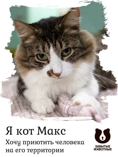 Помочь Максику найти дом