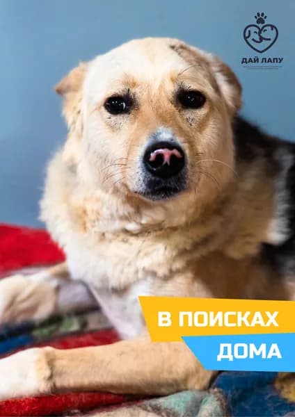 Помочь Розочке найти дом