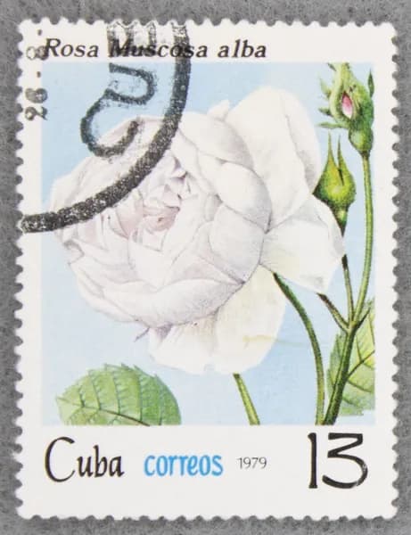 Почтовая марка "Rosa muscosa alba". Номинал 13 с. Cuba. 1979 год. (Michel CU 2424)