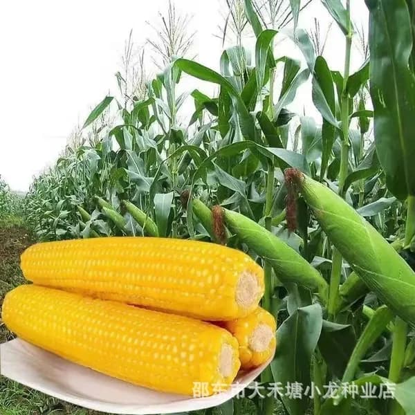 Семена клейкой кукурузы золотой крупные початки ароматный сорт