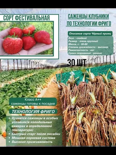 Саженцы клубники Фестивальная (ФРИГО) 30 шт