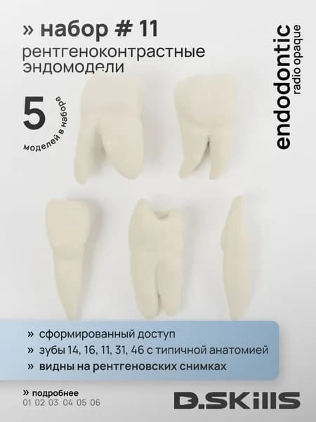 Эндодонтические рентгеноконтрастные модели зубов (эндоблоки), 5 шт.